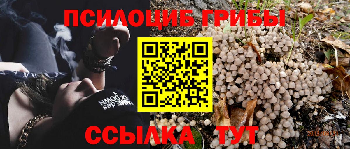 Благодарный  Галлюциногенные грибы Psilocybine cubensis  даркнет сайт  Галлюциногенные грибы прущие грибы  Вход с VPN 